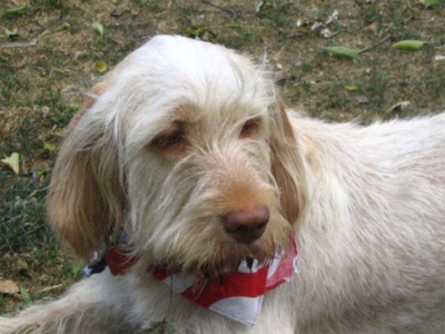 GRIFFON ITALIAN SPINONE